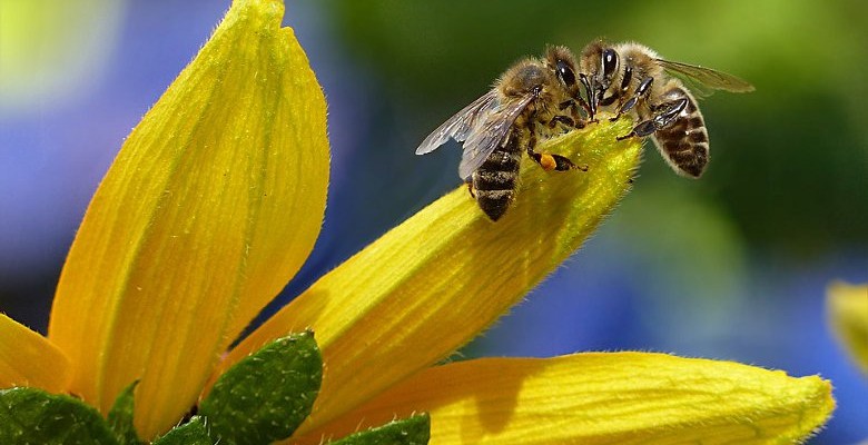 Sauvons les abeilles avec l’apiculture urbaine