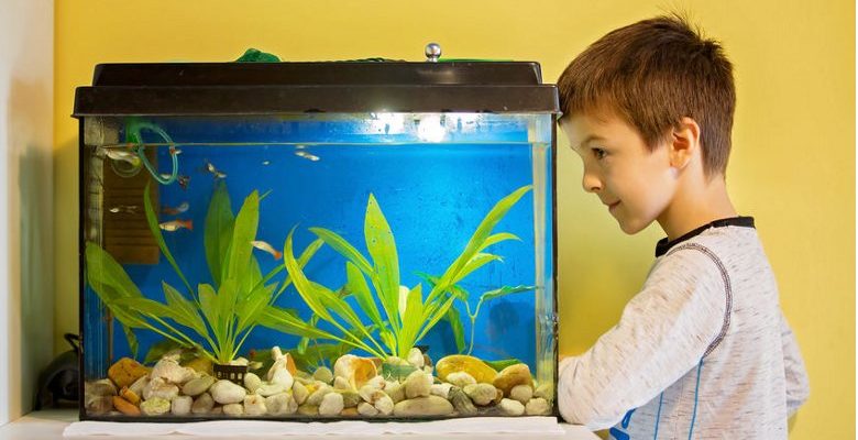 Aquarium : Trois astuces pour bien choisir le vôtre !